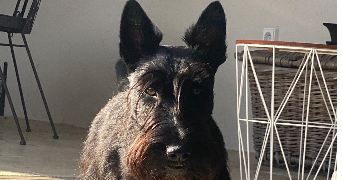 stephan pet sitter à DOMPIERRE SUR MER 17139_2