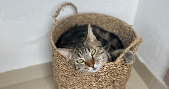 déborah asv pet sitter à MUNSTER 68140_5