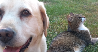 colline pet sitter à GLANDON 87500_2