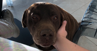 coline pet sitter à Tincques 62127_3