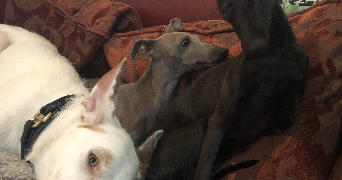 noémie pet sitter à TOULOUSE 31200_2