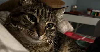 juliette pet sitter à CANET EN ROUSSILLON 66140