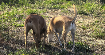 maria pet sitter à LE CASTELLET 83330_2