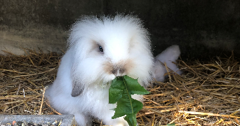 océane pet sitter à LONGEVILLE 25330_3