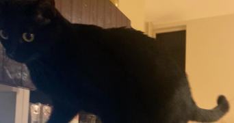 hortense pet sitter à LYON 02 69002_1