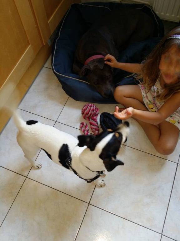 Joao pet sitter à Le Plessis-Trévise 94420_2