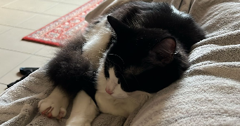 cali pet sitter à WALBOURG 67360_1
