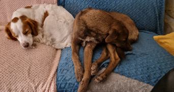 caroline pet sitter à Aubais 30250_5