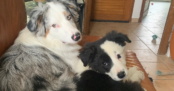 Emmie pet sitter à MONTBRISON 42600_2