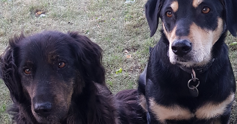 camille pet sitter à HODENC L EVEQUE 60430_9