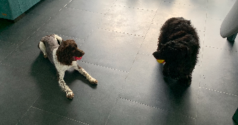 léa pet sitter à MONCHY BRETON 62127_1