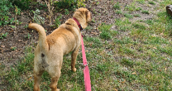 camille pet sitter à MONS EN BAROEUL 59370_1