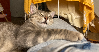 lou pet sitter à DIJON 21000_2