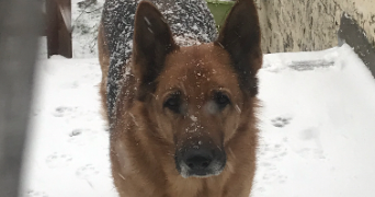 erine pet sitter à DUNKERQUE 59240_2
