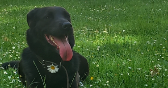 vinciane pet sitter à ARRAS 62000_1
