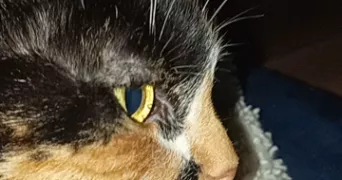 eline pet sitter à DIEPPE 76200