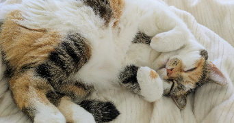 lisa pet sitter à HOUPLINES 59116_1