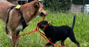 lou pet sitter à MER 41500_3
