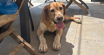 maëva pet sitter à ORANGE 84100_6