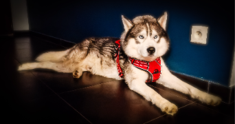 isabelle pet sitter à BOULAZAC ISLE MANOIRE 24330_3