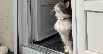 zoïa pet sitter à SOTTEVILLE LES ROUEN 76300_1