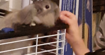eudes pet sitter à FONTAINEBLEAU 77300_3
