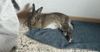 noémie pet sitter à OUISTREHAM 14150_4