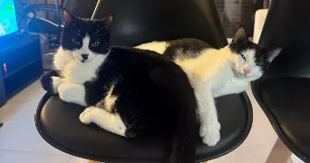 chloé pet sitter à VILLENEUVE LOUBET 06270