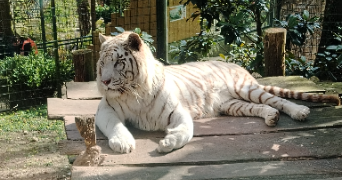 alexandra pet sitter à QUIMPER 29000_2