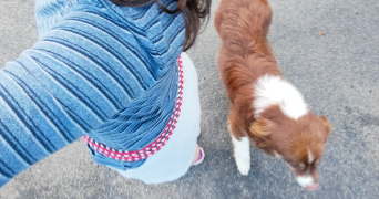 andrea pet sitter à MONTREUIL JUIGNE 49460_5