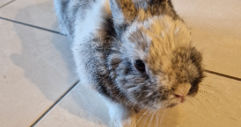 anaïs pet sitter à MASSY 91300_1