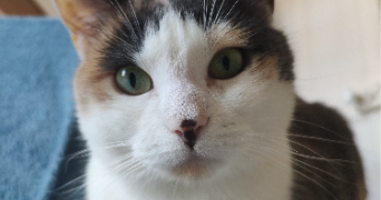 nora pet sitter à JOUGNE 25370_1