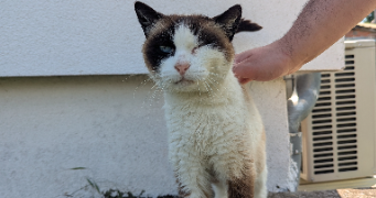 lorena  pet sitter à HEM 59510_6