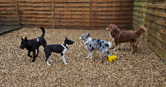 marlene pet sitter à AUNEAU BLEURY ST SYMPHORIEN 28700_43