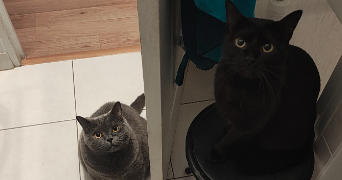 lyna pet sitter à PALAISEAU 91120_1