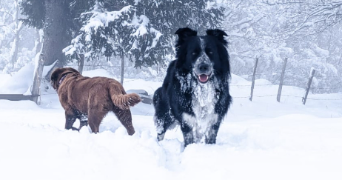 mathilde pet sitter à THOIRETTE COISIA 39240_1