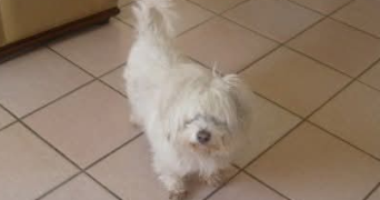 jordan pet sitter à PALAISEAU 91120_2