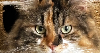 flora pet sitter à SCIONZIER 74950_3