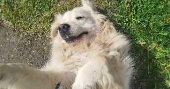 constance pet sitter à CAEN 14000_9