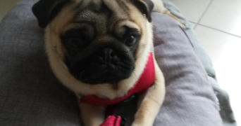claire dog sitter à VITRY SUR SEINE 94400_0