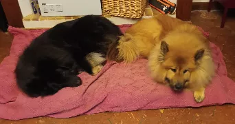 brigitte dog sitter à Boubiers 60240