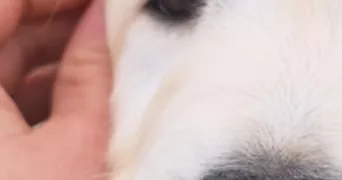 jade pet sitter à VENDOEUVRES 36500