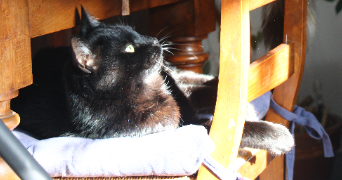 caroline pet sitter à NICE 06200_1
