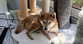 marie pet sitter à CHATEAUNEUF DE GALAURE 26330_3
