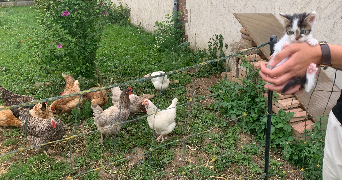 lénaïg pet sitter à RENNES 35700_2