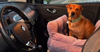 alexiane pet sitter à HYERES 83400_1