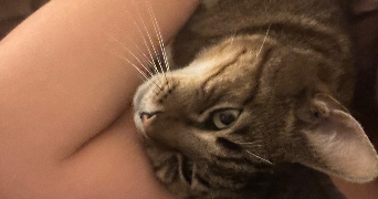 sirine pet sitter à RANTIGNY 60290_2
