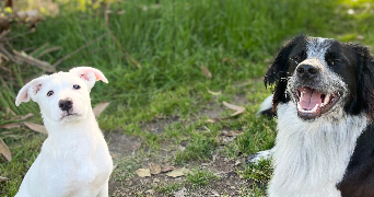 tania pet sitter à ST GAUDENS 31800_2