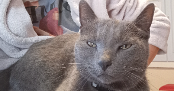 marie pet sitter à ST GEOIRE EN VALDAINE 38620_1