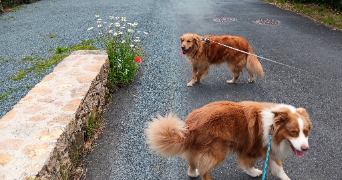 stéphanie pet sitter à MORTAGNE SUR SEVRE 85290_3